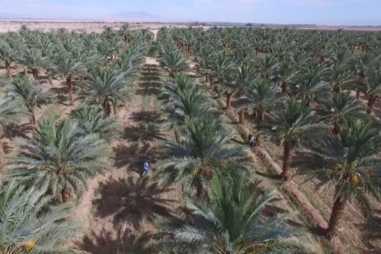 Wholesale Palm Trees - Direct from Farm